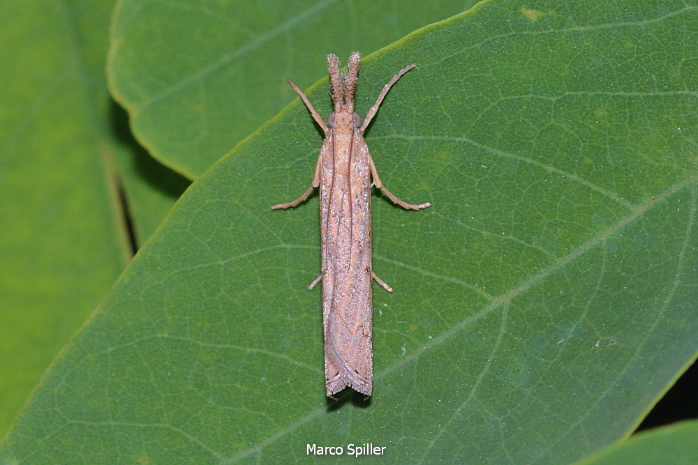 Agriphila....No,  Pediasia contaminella - Crambidae